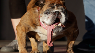 R.I.P. Zsa Zsa, World's Ugliest Dog for 2 Glorious Weeks